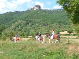 Poneys